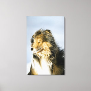 Ansicht von die Shetlandinseln-Schäferhund Leinwanddruck