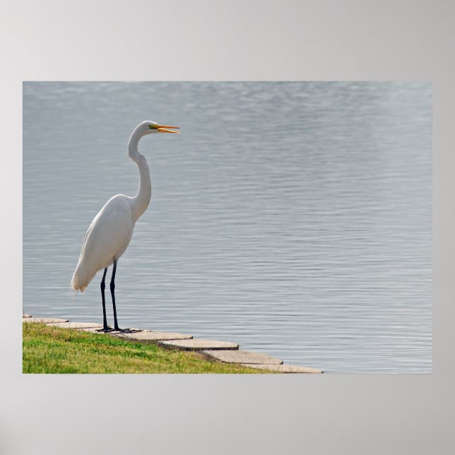 "Ansicht von Egret" Poster (Vorne)