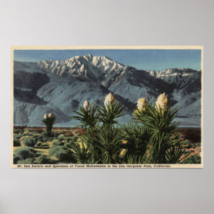 Ansicht von Mt. San Jacinto, Yucca Mohavensis Poster