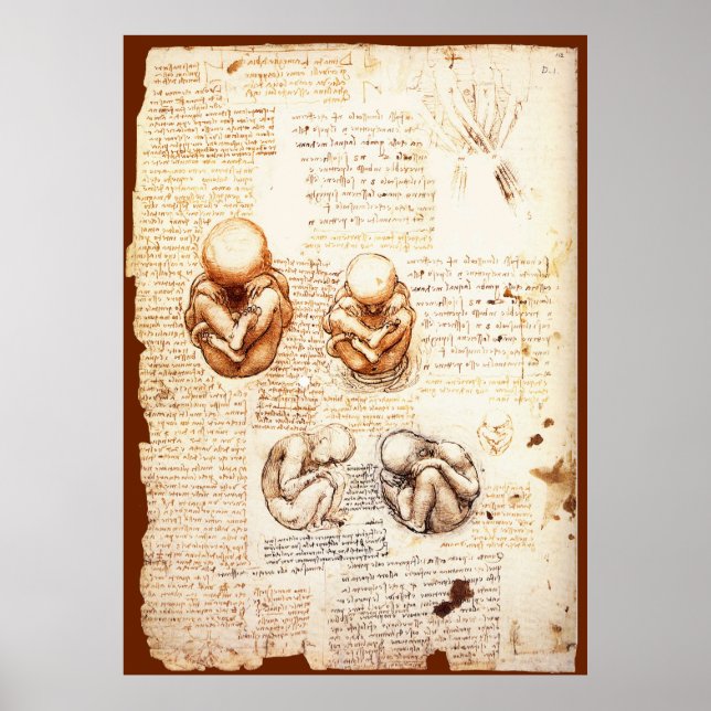 Ansichten eines Fetus in der Frau, Ob-Gyn Medical Poster (Vorne)