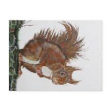 Ansichtkaart Eekhoorn.