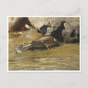 Ansichtskarte für Süßwasserkrokodile Postkarte