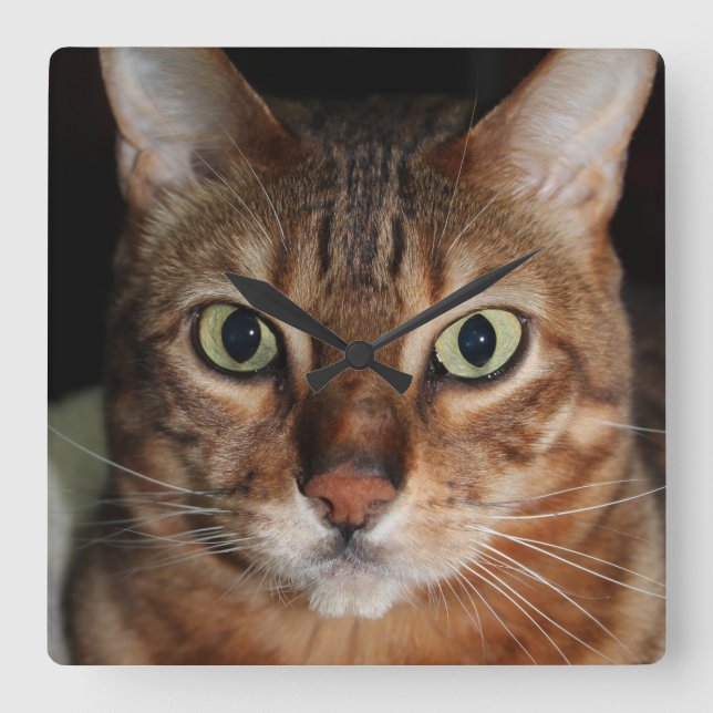 Anstarrenbengalische Katze, addieren Ihr eigenes Quadratische Wanduhr (Vorderseite)