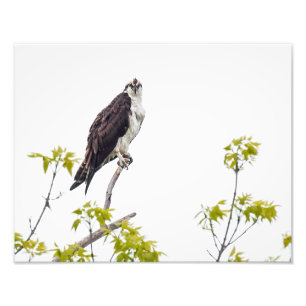 AnstarrenOsprey Fotodruck