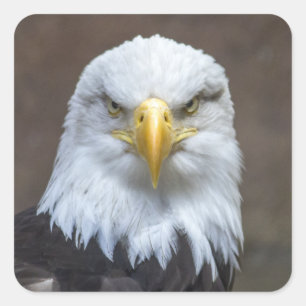 AnstarrenWeißkopfseeadler Quadratischer Aufkleber