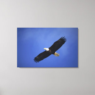 Ansteigender Weißkopfseeadler, Alaska Leinwanddruck
