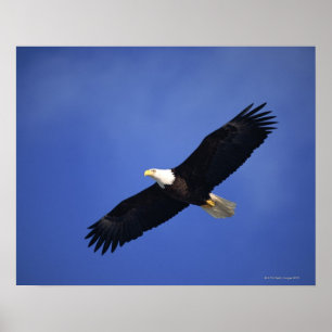 Ansteigender Weißkopfseeadler, Alaska Poster