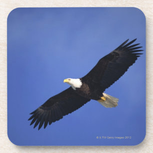 Ansteigender Weißkopfseeadler, Alaska Untersetzer
