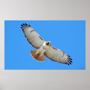 Ansteigendes Rot-Angebundenes Falke-Plakat Poster