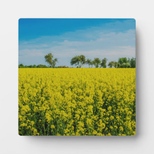 Anstrich von gelben Blumen Fotoplatte