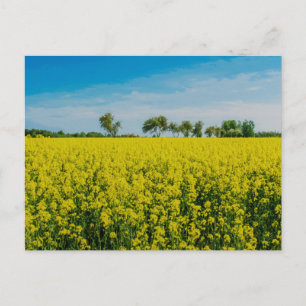 Anstrich von gelben Blumen Postkarte