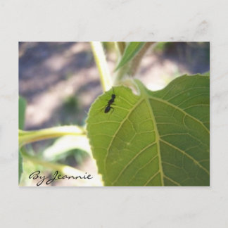 Ant am Leaf Postkarte
