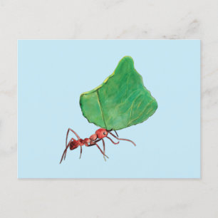 Ant Carry a Big Leaf Postkarte
