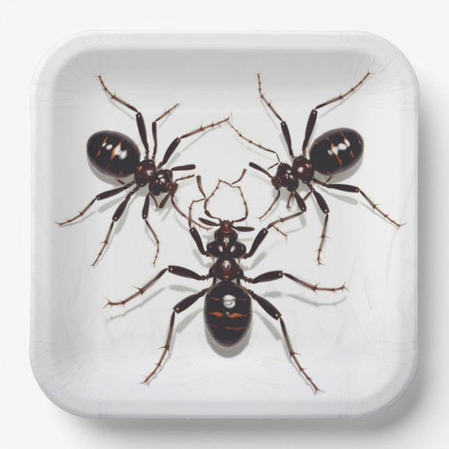 Ant Feast Pappteller (Vorderseite)
