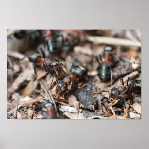 Ant-Kolonie Poster