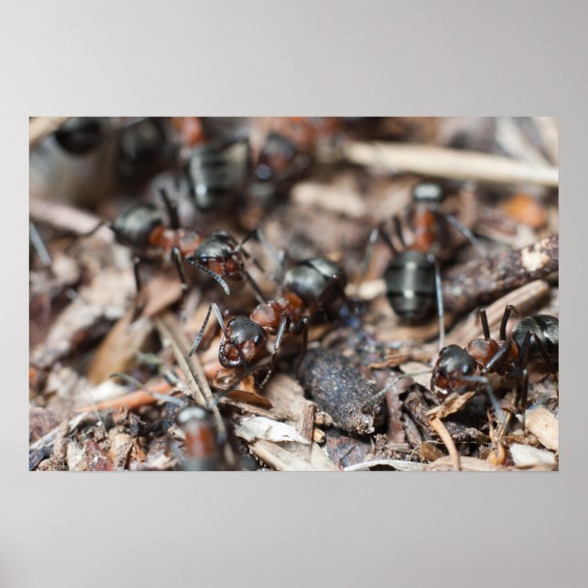 Ant-Kolonie Poster (Vorne)