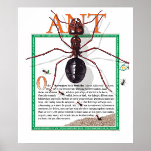 Ant Poster