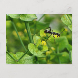 Ant Postkarte