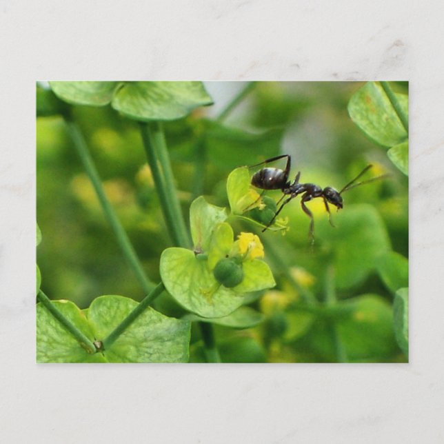 Ant Postkarte (Vorderseite)