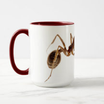 ANT-TASSE