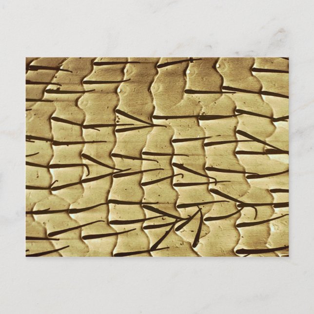 Ant - Vorderbein Postkarte (Vorderseite)