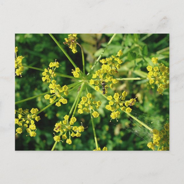 Ant, Web, and Weed Postkarte (Vorderseite)