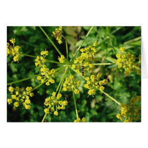 Ant, Web et mauvaise herbe