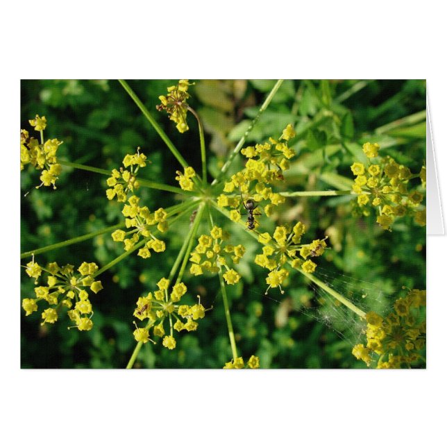 Ant, Web et mauvaise herbe (Devant horizontal)