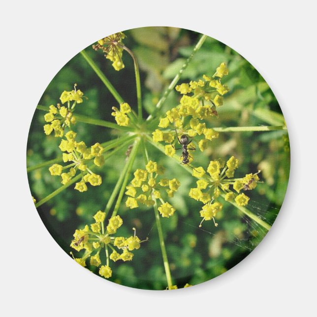 Ant, Web und Weed Magnet (Vorne)