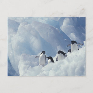 Antarctica. Adelie Pinguine Postkarte