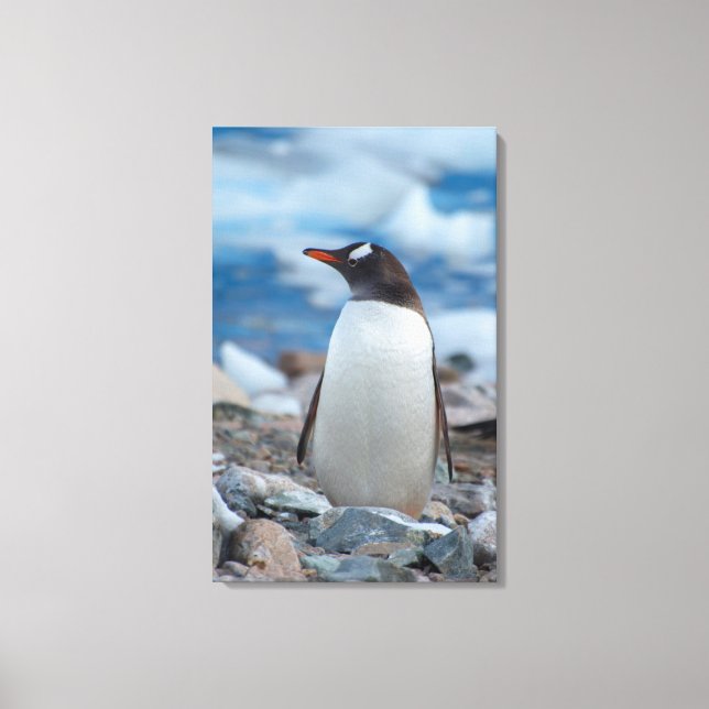 Antarctica. Neko Hafen. Gentoo Penguin Leinwanddruck (Vorderseite)