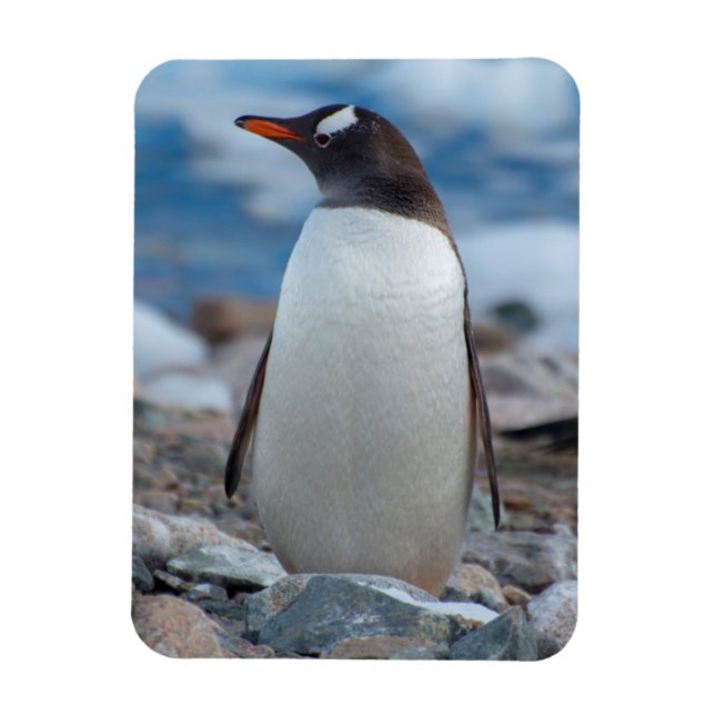 Antarctica. Neko Hafen. Gentoo Penguin Magnet (Vertikal)
