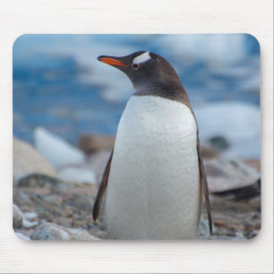 Antarctica. Neko Hafen. Gentoo Penguin Mousepad