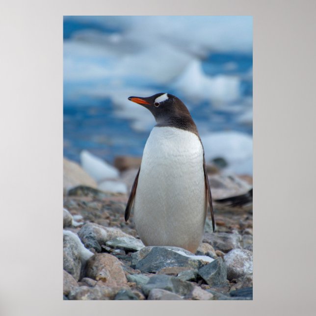 Antarctica. Neko Hafen. Gentoo Penguin Poster (Vorne)