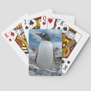 Antarctica. Neko Harbor. Gentoo Penguin Spielkarten