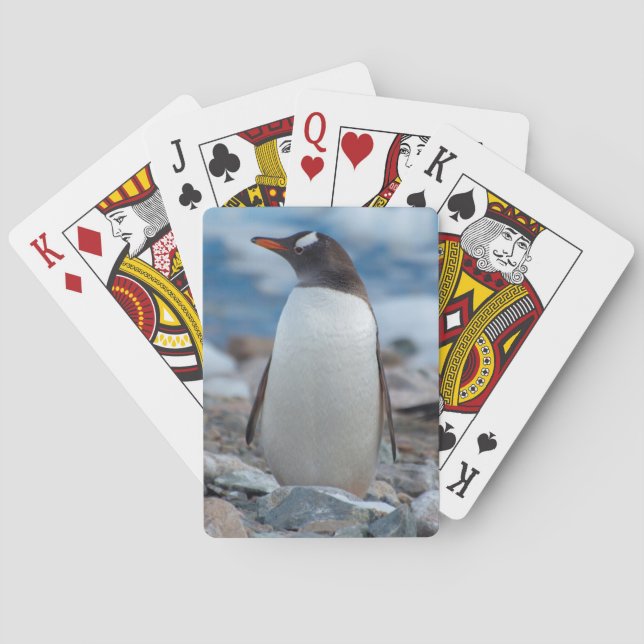 Antarctica. Neko Harbor. Gentoo Penguin Spielkarten (Rückseite)