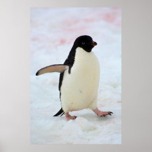 Antarctica. Petermann Island. Adelie penguin Poster
