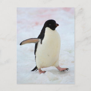 Antarctica. Petermann Island. Adelie Pinguin Postkarte