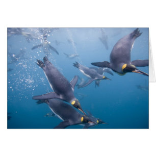 Antarctique, île de Géorgie du Sud (Royaume-Uni),