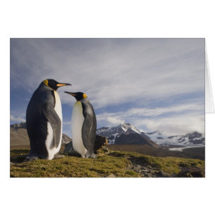 Antarctique, île de Géorgie du Sud Royaume-Uni), R