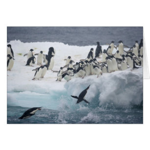 Antarctique, île Paulet. Manchots Adélie