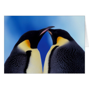 Antarctique, Manchots empereurs