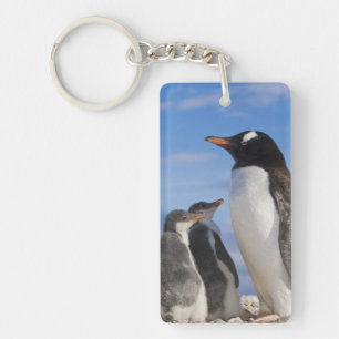 Antarctique, Neko Cove (Port). Pingouin Gentoo 2
