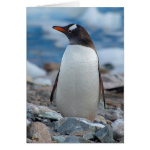Antarctique. Neko Harbour. Penguin Gentoo