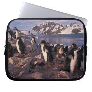 Antarktika, Adeliepinguin-Küken Laptopschutzhülle