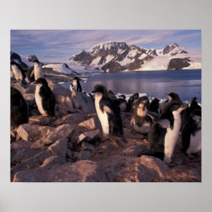 Antarktika, Adeliepinguin-Küken Poster