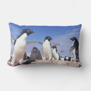 Antarktika, Adeliepinguin Pygoscelis Lendenkissen