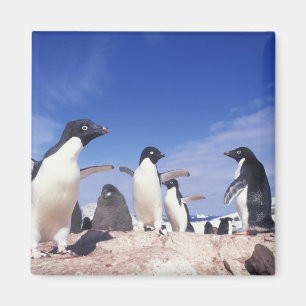 Antarktika, Adeliepinguin Pygoscelis Magnet