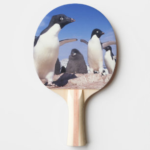 Antarktika, Adeliepinguin Pygoscelis Tischtennis Schläger