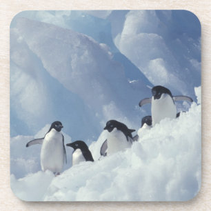 Antarktika. Adeliepinguine Getränkeuntersetzer